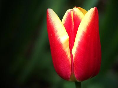 One more tulip