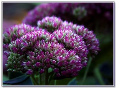 Sedum