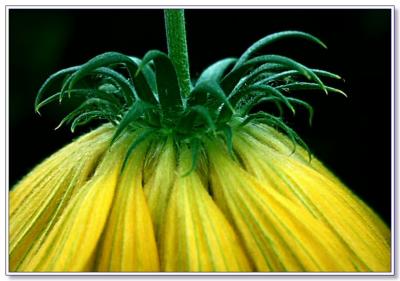 Gaillardia