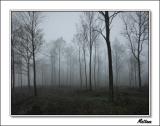 Tuscany in the Mist