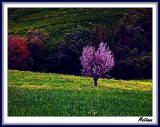 Tuscan Landscape