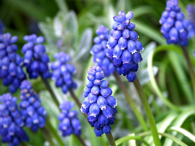 Grape Hyacinth