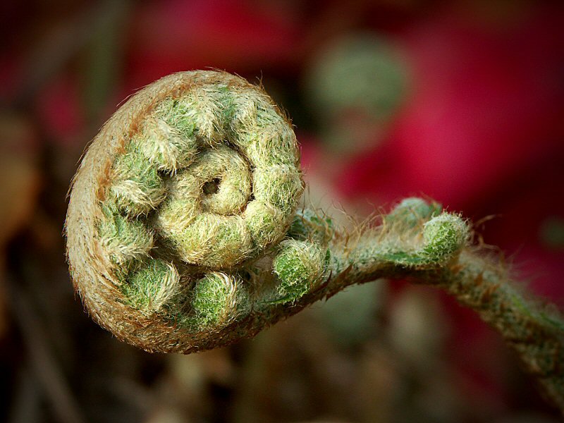 Emerging Fern