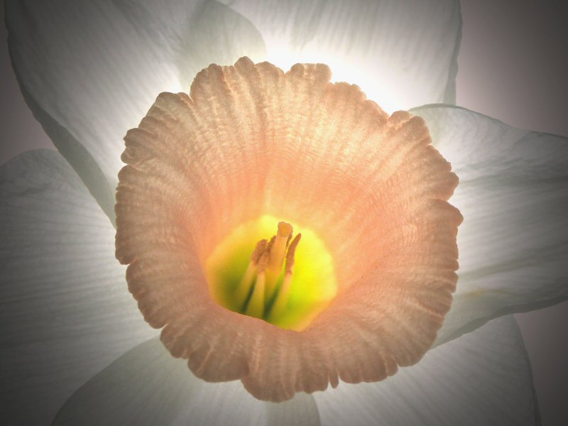 Daffodil