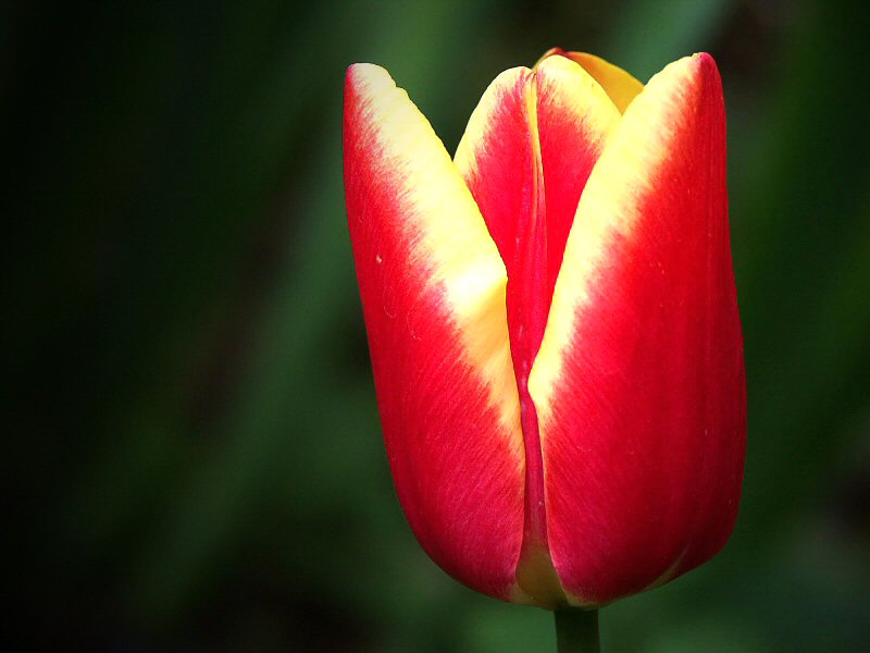 One more tulip