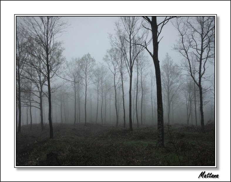 Tuscany in the Mist