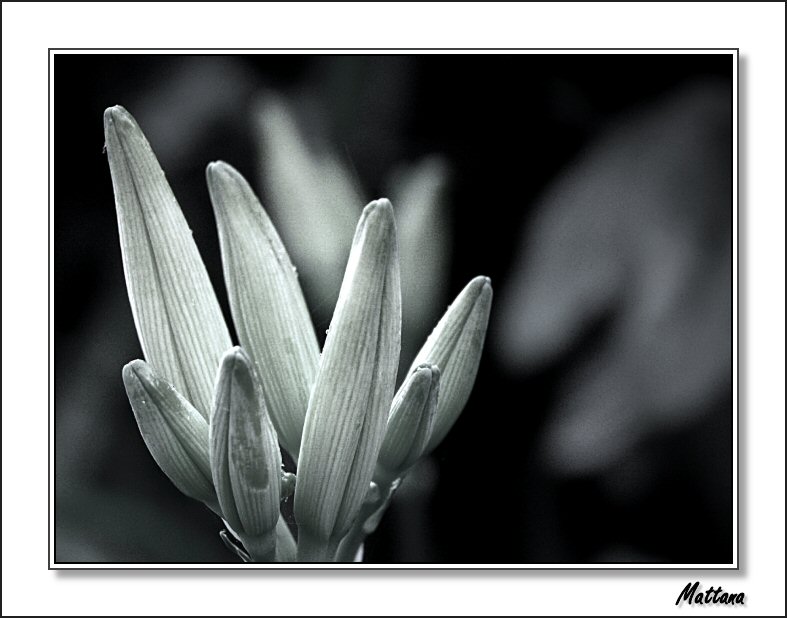 Day Lily