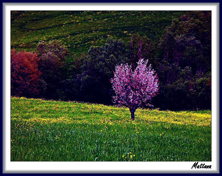 Tuscan Landscape