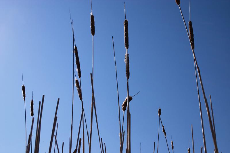 bull rushes