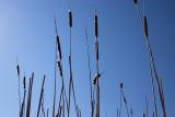 bull rushes