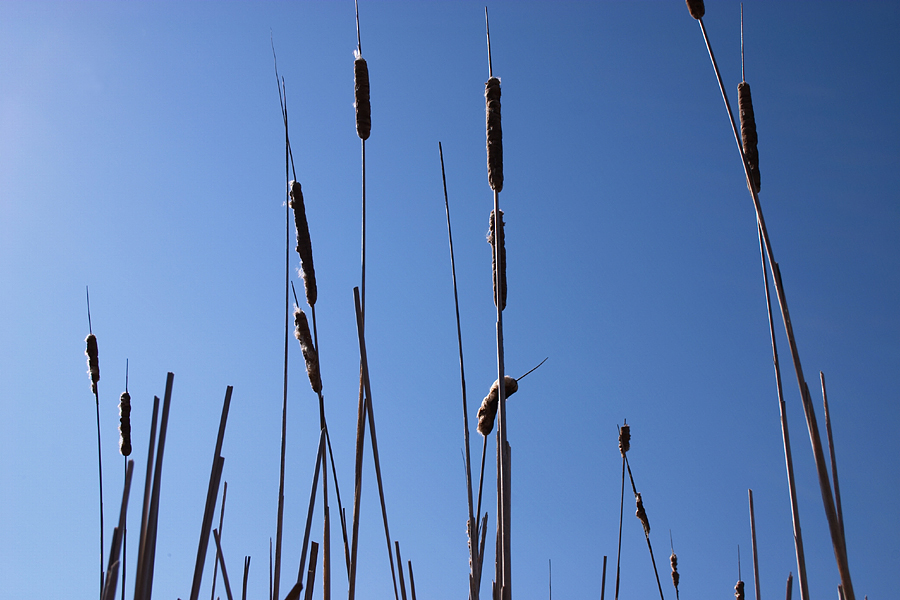 bull rushes