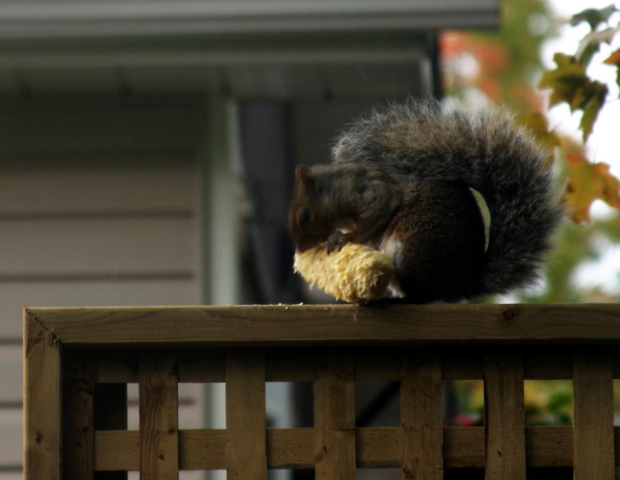 squirrel thru window
