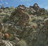 Barrel Cactus