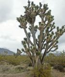 Hawk Nest in Joshua Tree in the rain