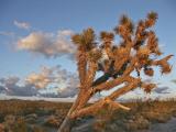 Joshua Tree at Sunset