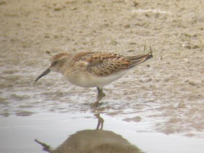 Least Sandpiper