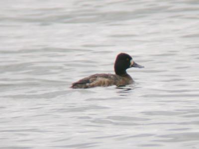 Lesser Scaup