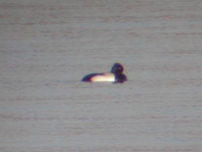 Lesser Scaup