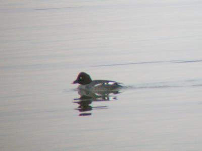 Common Goldeneye