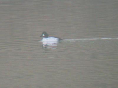 Common Goldeneye