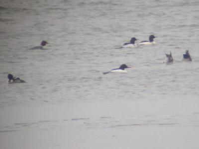 u43/mctodd/medium/27731663.CommonMergansers.jpg