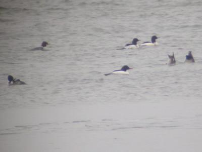 Common Mergansers