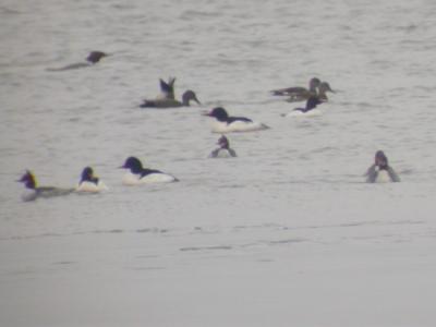 u43/mctodd/medium/27731664.commonMergansers2.jpg