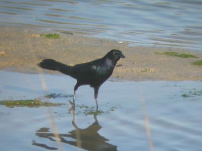 Boat-tailed Grackle