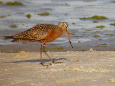 Hudsonian Godwit