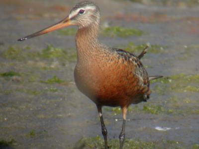 Hudsonian Godwit