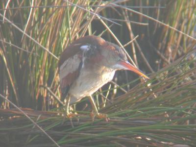 Least Bittern