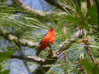 Scarlet Tanager