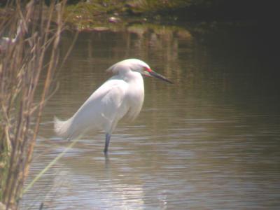 Snowy Egret