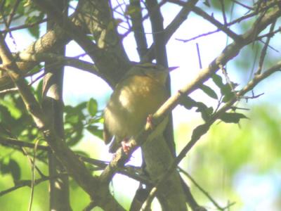 Worm-eating Warbler