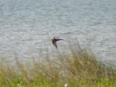 Hudsonian Godwit