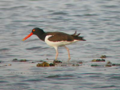 Oystercatchers to Plovers