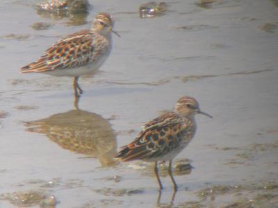 Long-toed Stints