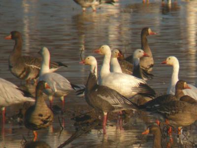 Snow Geese