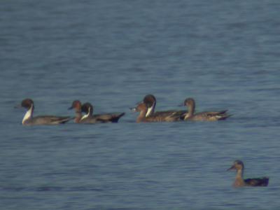 u43/mctodd/medium/39691073.Pintails.jpg
