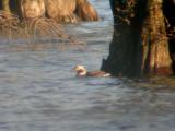 Long-tailed Duck