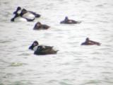 Surf Scoter