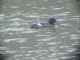 White-winged Scoter