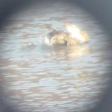 White-winged Scoter