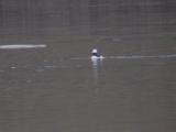 Bufflehead