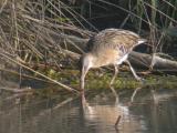 Clapper Rail