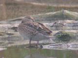 Blue-winged Teal