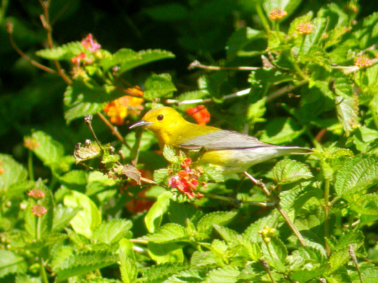 Prothonotary Warbler