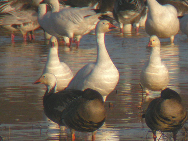 Rosss & Snow Geese