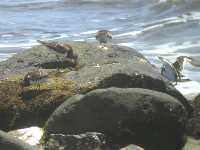 Ruddy Turnstone