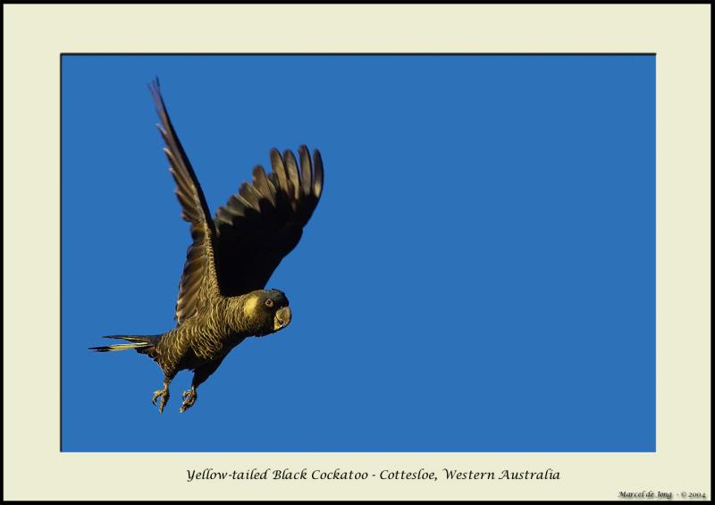 cockatoo.jpg